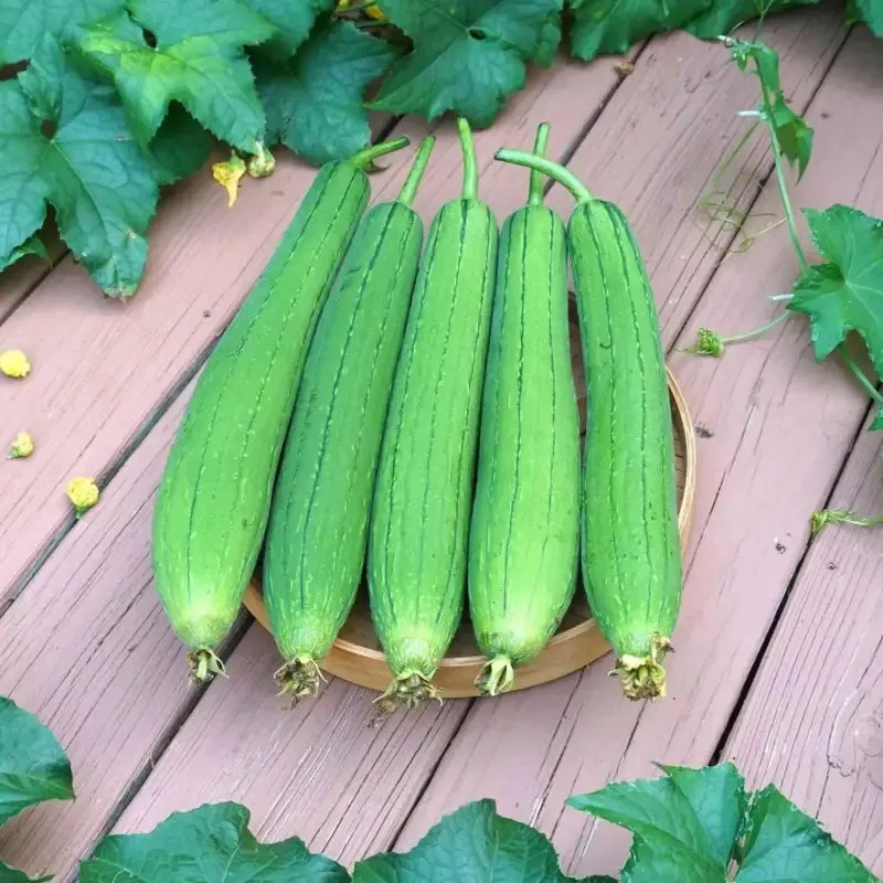 4 pack x 40 seeds Eco-Friendly Garden Adventure: Luffa Seeds for planting