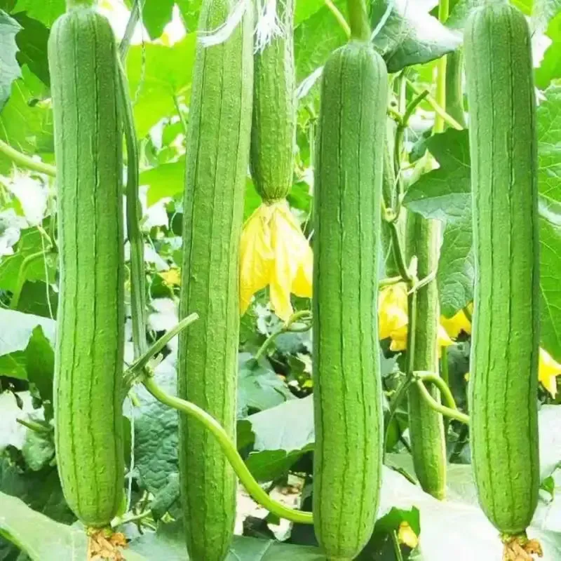 4 pack x 40 seeds Eco-Friendly Garden Adventure: Luffa Seeds for planting