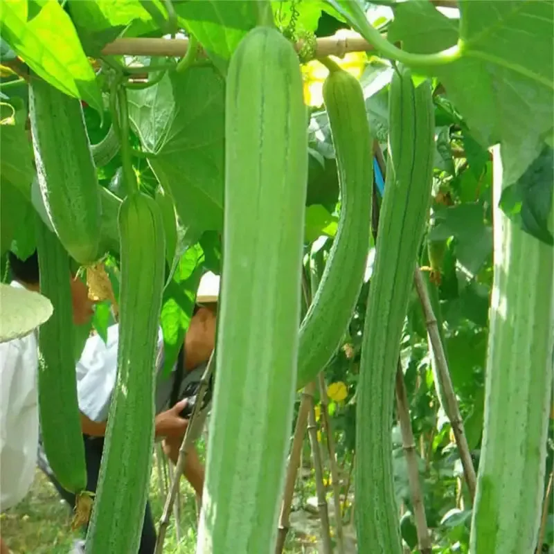 4 pack x 40 seeds Eco-Friendly Garden Adventure: Luffa Seeds for planting