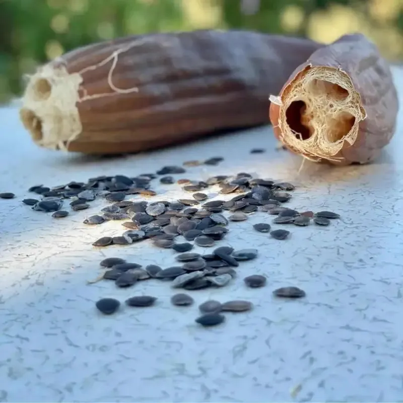 4 pack x 40 seeds Eco-Friendly Garden Adventure: Luffa Seeds for planting