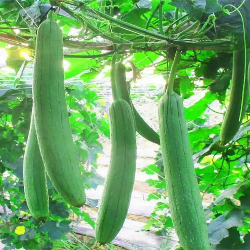 4 pack x 40 seeds Eco-Friendly Garden Adventure: Luffa Seeds for planting
